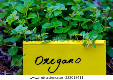 Oregano plant with name tag, grow in home garden.