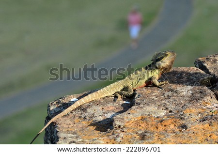 Australian Eastern Water Dragon warms on a rock in Queensland, Australia.
