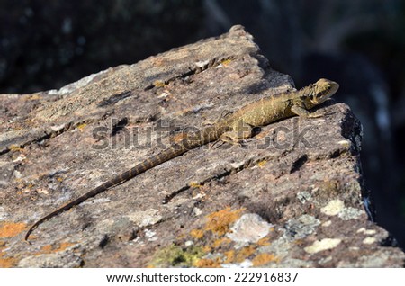 Australian Eastern Water Dragon warms on a rock in the wild of Queensland, Australia.