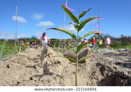 GOLD COAST - SEP 29 2014:Dune restoration in Gold Coast, Australia. In 1967 a series of 11 cyclones removed most of the sand from Gold Coast beaches since then beach replenishment is in progress.