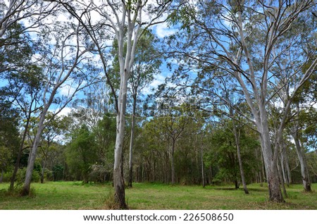 Wild eucalyptus tree forest in Coombabah Lake Conservation Park in Gold Coast Queensland, Australia.