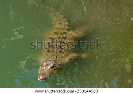 GOLD COAST, AUS - NOV 04 2014:Male Australian Salt water crocodile appear above the water.It\'s the largest of all living reptiles, as well as the largest terrestrial and riparian predator in the world