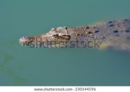 GOLD COAST, AUS - NOV 04 2014:A male Australian Salt water crocodile appear above the water.The saltwater crocodile population in Australia is estimated at 100,000.