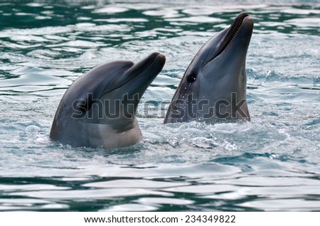 GOLD COAST, AUS -  NOV 11 2014:Bottlenose Dolphins.It\'s the most common species of dolphin kept in dolphinariums as they are easy to train, have a long lifespan in captivity and friendly