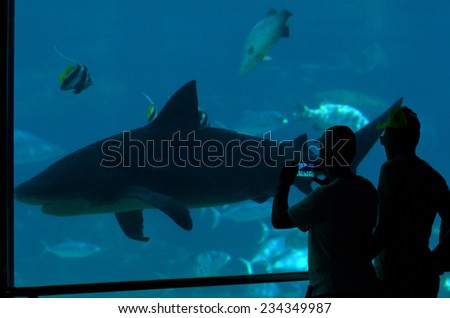 GOLD COAST, AUS -  NOV 06 2014:Visitors at Sharks bay in Sea World Gold Coast Australia.It is the world\'s largest man-made lagoon system for sharks.