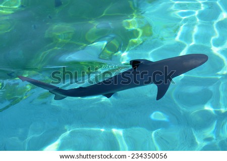GOLD COAST, AUS -  NOV 06 2014:Grey reef shark in Sea World Gold Coast Australia.It\'s the first shark species known to perform a threat behavior display warning that it is prepared to attack.