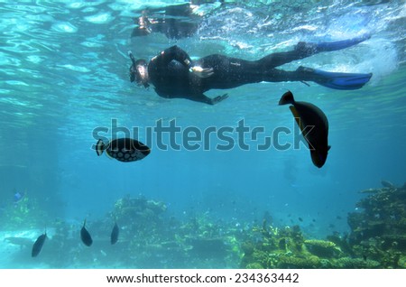 GOLD COAST, AUS -  NOV 11 2014:Visitors dive in Shark Bay touch pool at Sea World Gold Coast Australia.It is the world\'s largest man-made lagoon system for sharks.