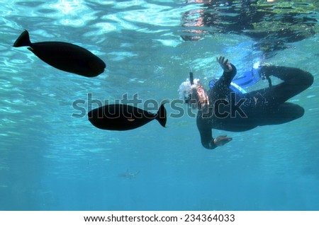 GOLD COAST, AUS -  NOV 11 2014:Man dive in Shark Bay touch pool at Sea World Gold Coast Australia.It is the world\'s largest man-made lagoon system for sharks.