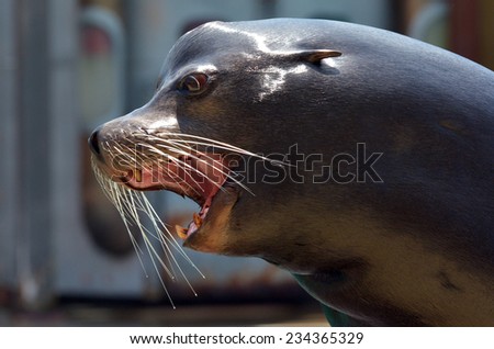 GOLD COAST, AUS -  NOV 06 2014:Australian sea lion in Sea World Gold Coast Australia.It\'s a sea lion that breeds only on the south and west coasts of Australia. It is monotypic in the genus Neophoca.