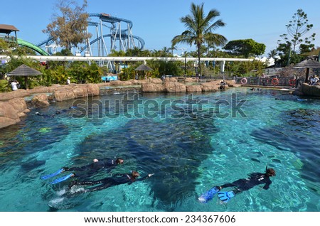GOLD COAST, AUS -  NOV 06 2014:Visitors dive with sharks in Shark Bay touch pool at Sea World Gold Coast Australia.It is the world\'s largest man-made lagoon system for sharks.