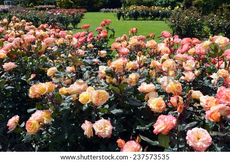 The Rose Garden of Palmerston North, North Island, New Zealand.