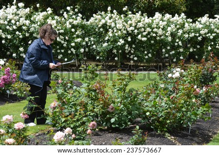 PALMERSTON NORTH, NZL - NOV 29 2014:Judge assesses  new roses in Dugald MacKenzie Rose Garden.It\'s home of the New Zealand Rose Society International Rose Trial Grounds.