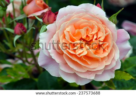 Close up of a pink rose in the Rose Garden of Palmerston North, North Island, New Zealand.