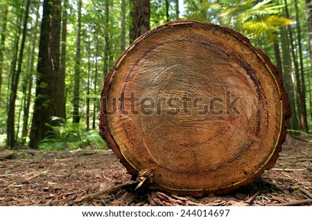 Chopped tree log lies on the ground in Redwoods Whakarewarewa Forest in Rotorua, New Zealand.