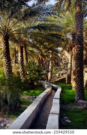 MISFAH, OMAN - DEC 29 2007:Traditional Omani Irrigation water canal run through date palms orchard in the ancient oasis village of Al Abreyeen in Misfah, Oman.Some Omani canals dated to around 500AD