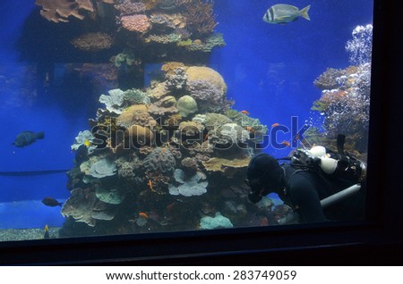 EILAT, ISR - APRIL 16 2015:Diver clean aquarium in Coral World Underwater Observatory aquarium in Eilat Israel.  It is the biggest public aquarium in Israel, and it hosts over 800 species.