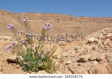 Purple desert flower agains the wild desert landscape of Makhtesh Ramon, Ramon Crater, in the Negev desert , Israel