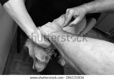 TEL AVIV, ISR - APR 04 2015: Microchip implant in dog. It\'s an identifying integrated circuit placed under the skin of an animal that helps to return lost pets quickly to their owners.