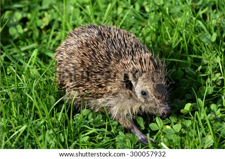 HAMILTON ,NZL - MAY 27 2015:Sick Hedgehog walks on green grass. Hedgehogs suffer many diseases common to humans, these include cancer, fatty liver disease and cardiovascular disease.