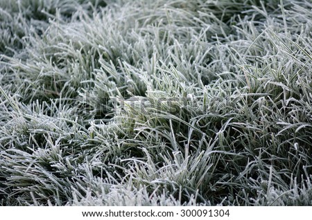 Crystals of hoar frost on leaves of green grass on a cold winter morning.
