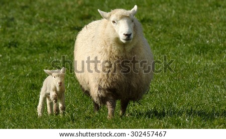 Mother sheep and her lamb looks at the camera in a sheep farm station in New Zealand. copy space