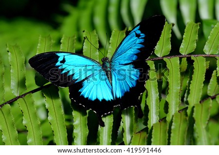 Ulysses Swallowtail (Papilio ulysses) is a large swallowtail butterfly of Australasia. This butterfly is used as an emblem for Queensland tourismblol.