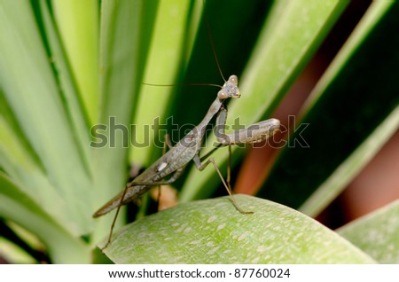 Praying Mantis Insect in the nature.