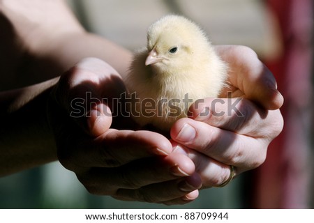 Chick Hands