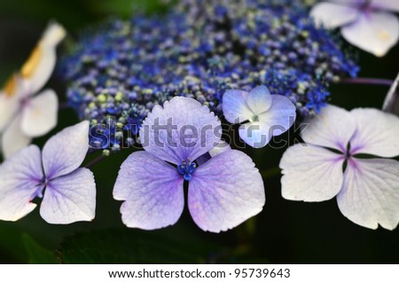 Purple Hydrangea flowers grow in the garden. Hydrangea flowers , close up of a wedding flower. Flowers background texture