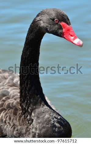 Two black swans are swimming in  water, with their head turned in profile to show their red eyes and bright red bills.