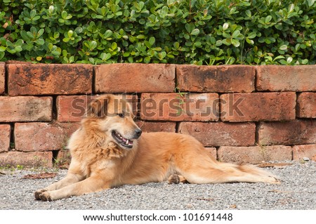 A dog lay down on road with old brick jardiniere and green plants background