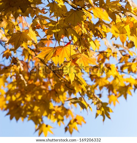 Autumn in Japan. maple leaves change color from green to yellow. close up yellow maple leaf.