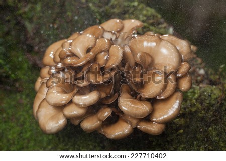 Maitake mushroom on tree logs