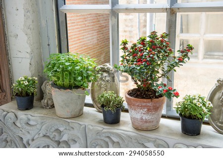 Several plant pots beside window