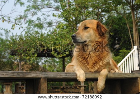 A Thai dog lying down on a wooden floor