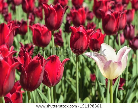 White tulip against red tulips on a personal plot