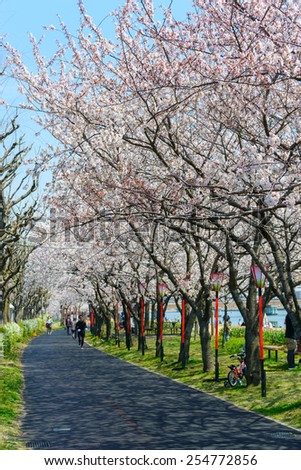 Cherry blossoms at the Yasuragi tsutsumi park in Niigata, Japan
