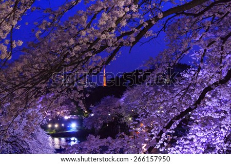Cherry blossoms in the twilight at Chidori-ga-fuchi in Tokyo