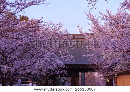 Cherry blossoms in the twilight at the Yasukuni Shrine in Tokyo