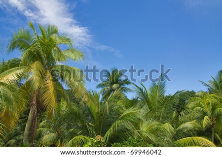 Blue sky and many green palms in tropicals