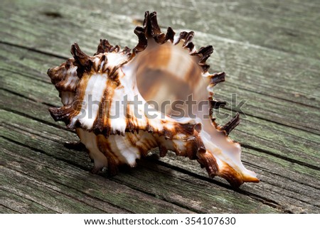sea shell of sea snail on wooden background