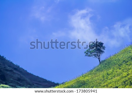 Tree alone on mountain