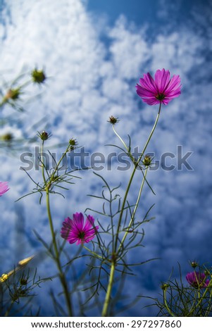 Pink flower and sky