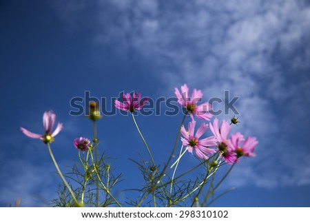 pink flower and sky