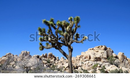 Single Joshua tree and rocks against a blue sky