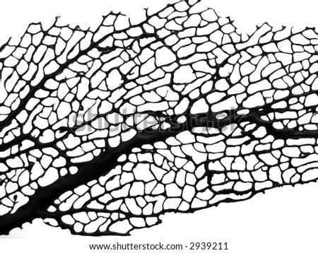 Black sea plant from coral reef, stark black and white pattern.