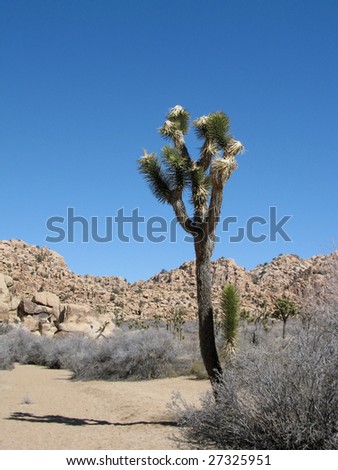 Joshua tree emerges from the desert landscape in Joshua tree National Park, California.