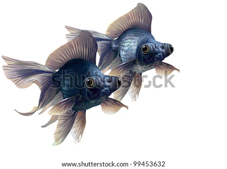 Black Aquarium Fish