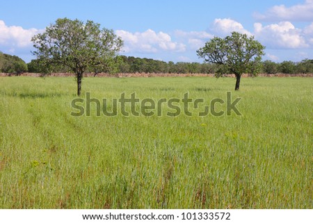 Field at Majorca with two almond trees, stone wall and low forest in background, blue sky with white clouds