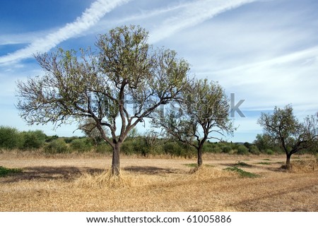 Harvested field, almond trees, sky with white clouds and bushes in the background, Mallorca